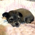 DAISY – Chonzer (Bichon / Schnauzer Mix)