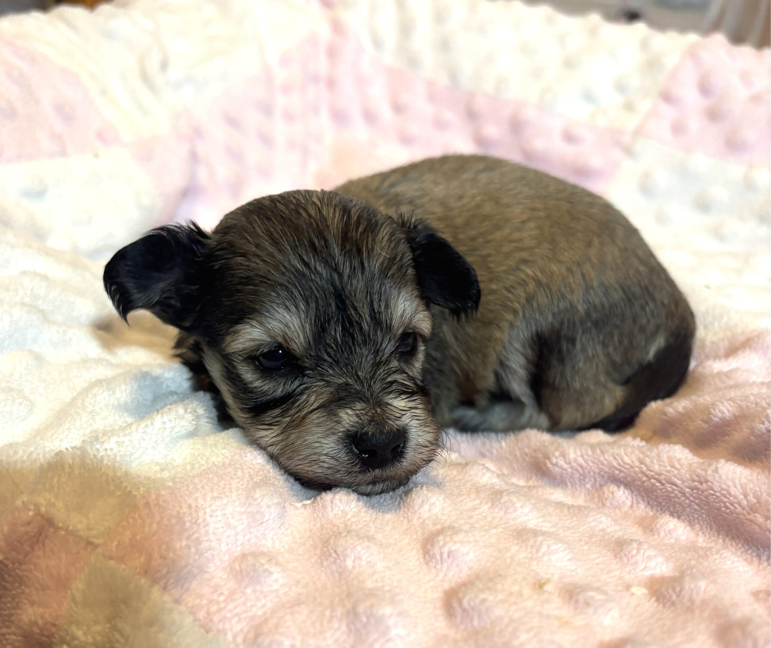 DAISY – Chonzer (Bichon / Schnauzer Mix)