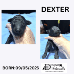 SAPPHIRE’s F1b Schnoodle Litter – Click ‘View Details’ to Learn More
