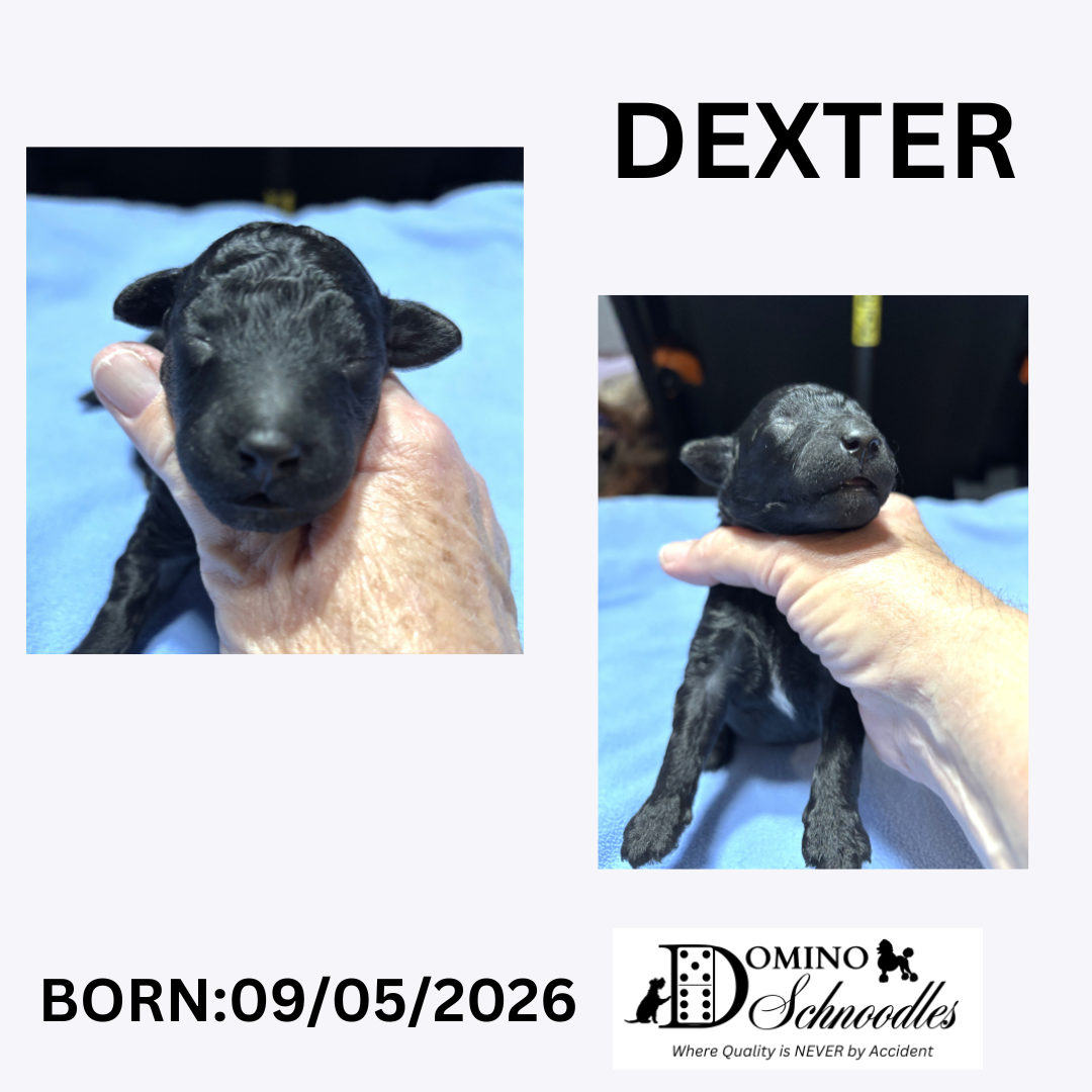 SAPPHIRE’s F1b Schnoodle Litter – Click ‘View Details’ to Learn More