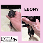 ANGEL BABY’s Chonzer Litter Just Arrived