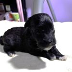 EBONY – Chonzer (Bichon / Schnauzer Mix)