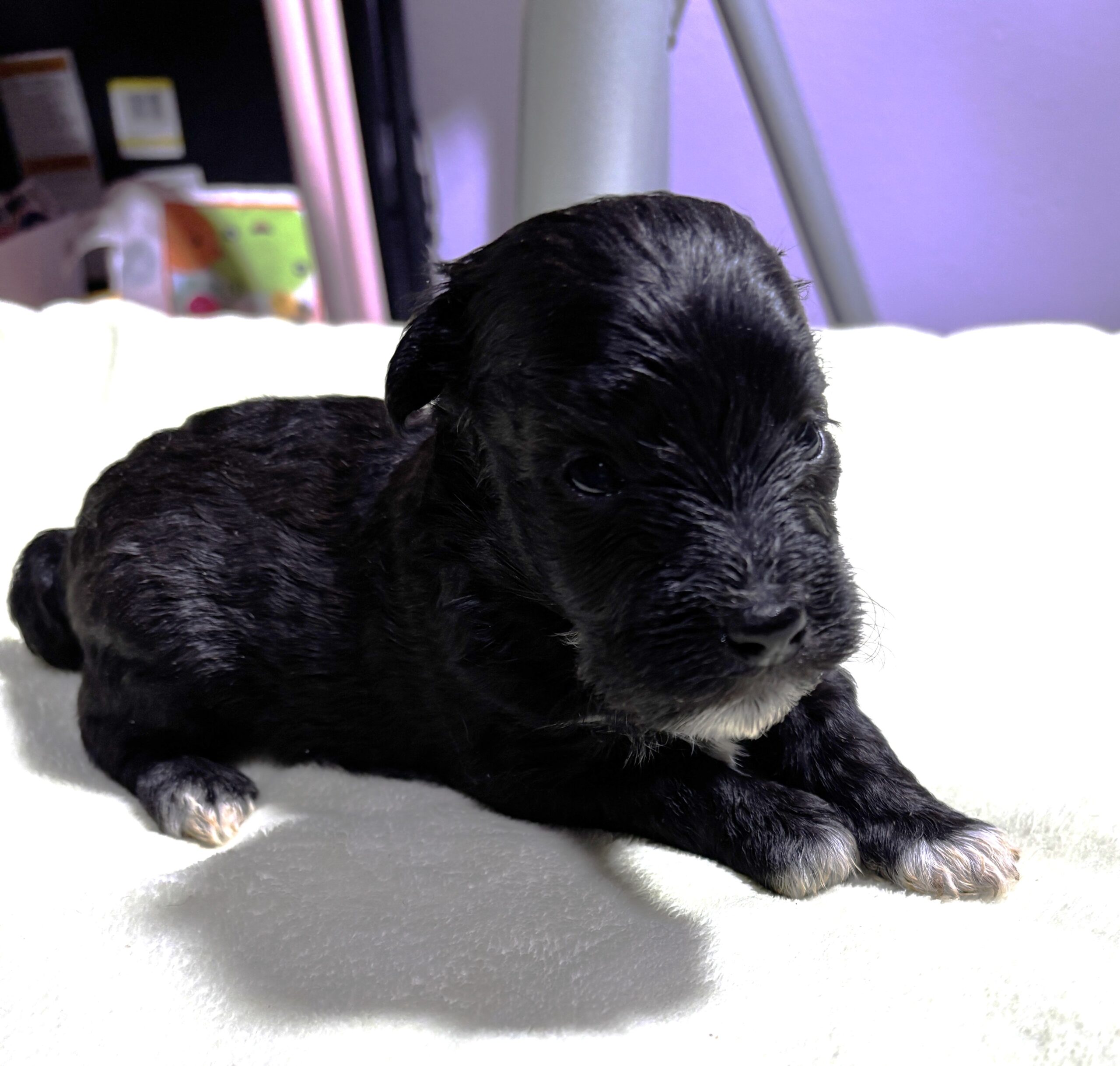 EBONY – Chonzer (Bichon / Schnauzer Mix)