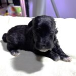 EBONY – Chonzer (Bichon / Schnauzer Mix)