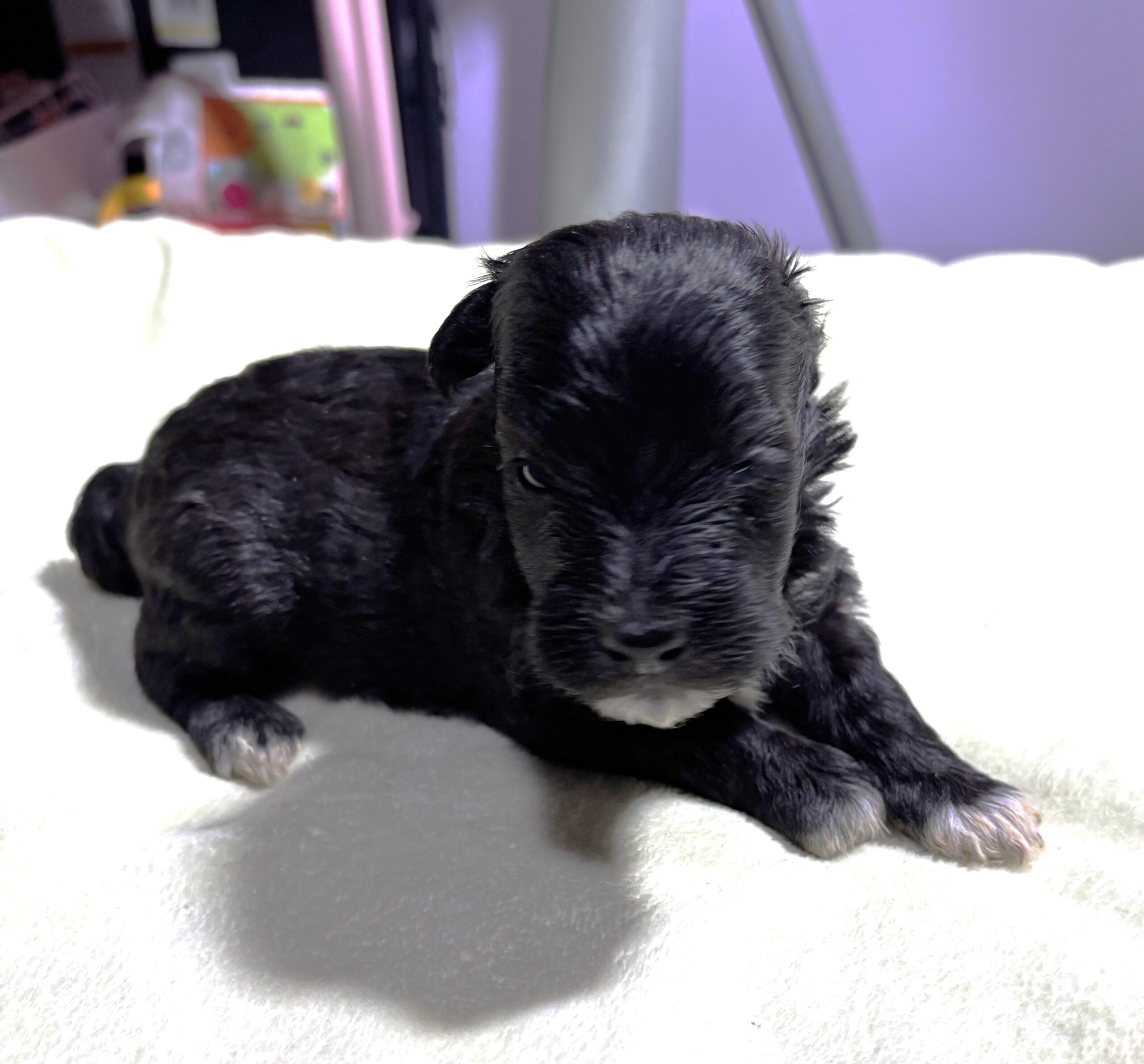 EBONY – Chonzer (Bichon / Schnauzer Mix)