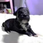 EBONY – Chonzer (Bichon / Schnauzer Mix)