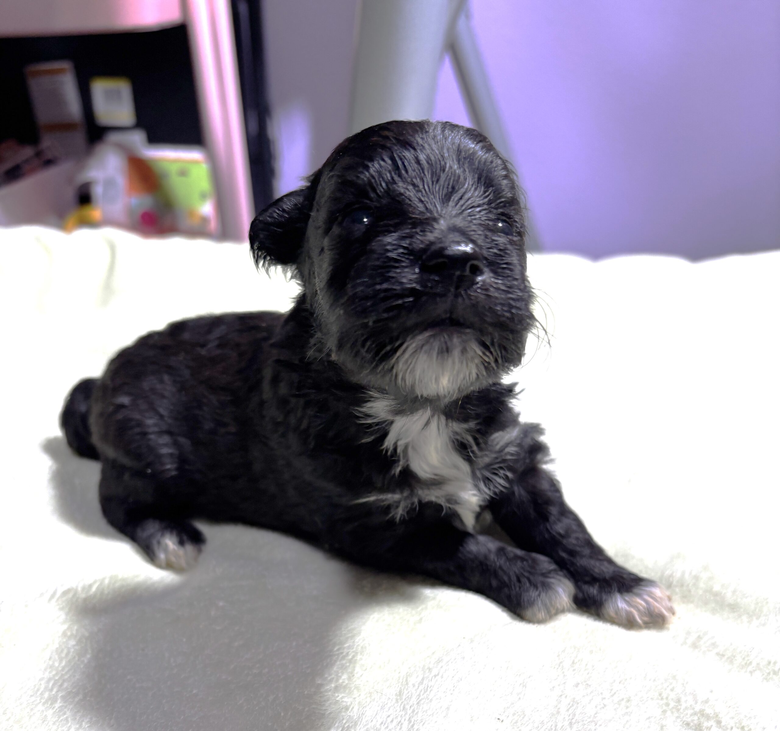 EBONY – Chonzer (Bichon / Schnauzer Mix)