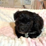 EBONY – Chonzer (Bichon / Schnauzer Mix)