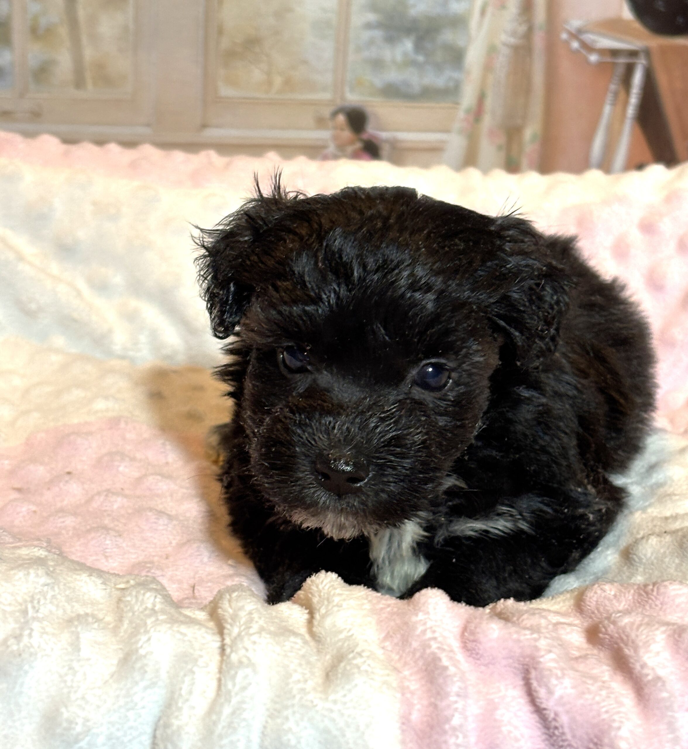 EBONY – Chonzer (Bichon / Schnauzer Mix)