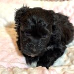 EBONY – Chonzer (Bichon / Schnauzer Mix)