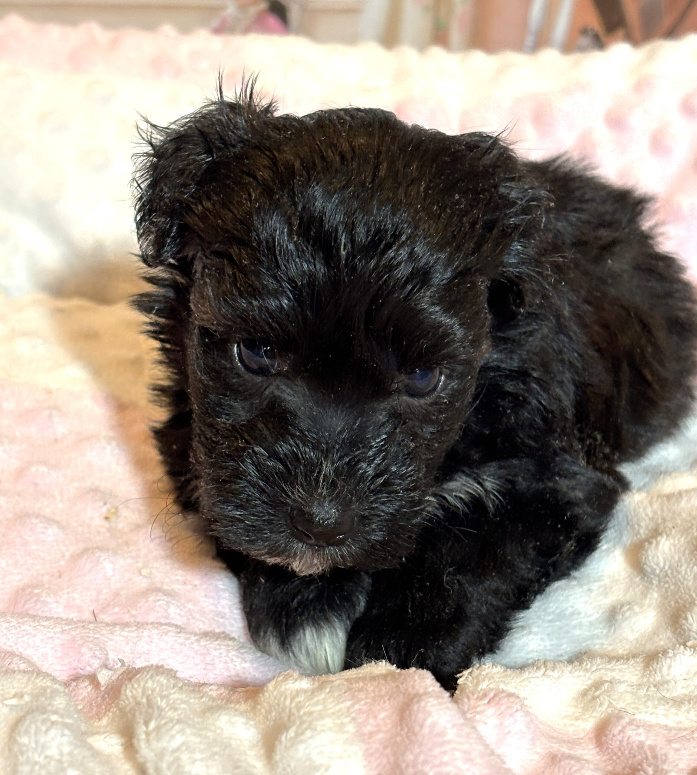 EBONY – Chonzer (Bichon / Schnauzer Mix)