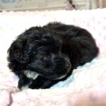 EBONY – Chonzer (Bichon / Schnauzer Mix)