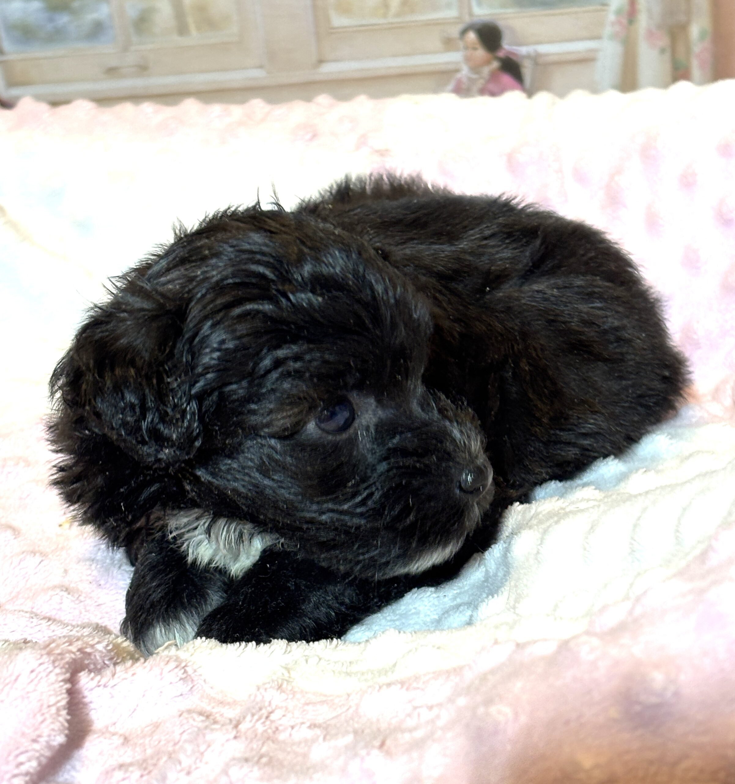 EBONY – Chonzer (Bichon / Schnauzer Mix)