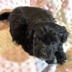 EBONY – Chonzer (Bichon / Schnauzer Mix)