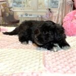 EBONY – Chonzer (Bichon / Schnauzer Mix)