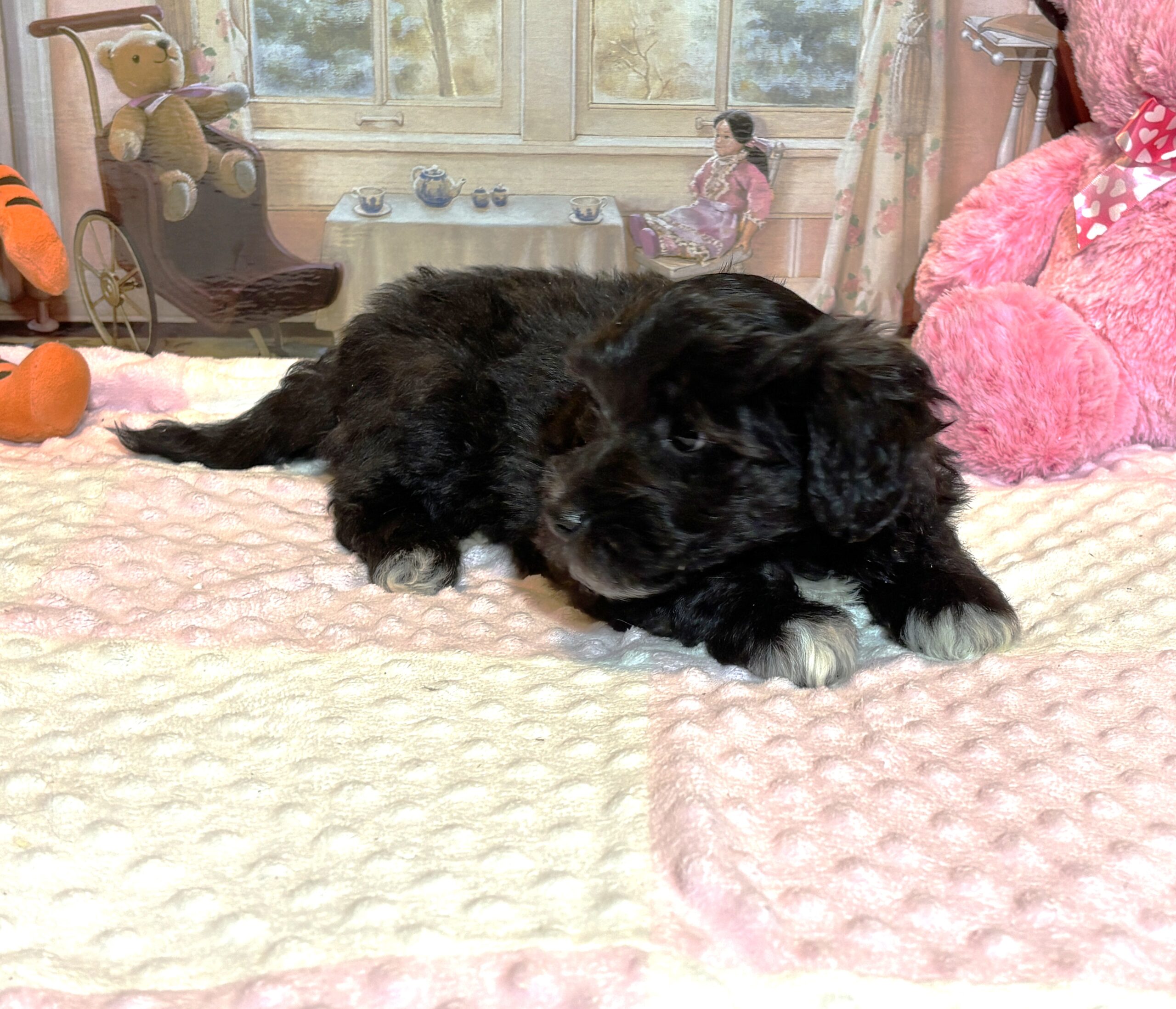 EBONY – Chonzer (Bichon / Schnauzer Mix)