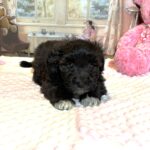 EBONY – Chonzer (Bichon / Schnauzer Mix)