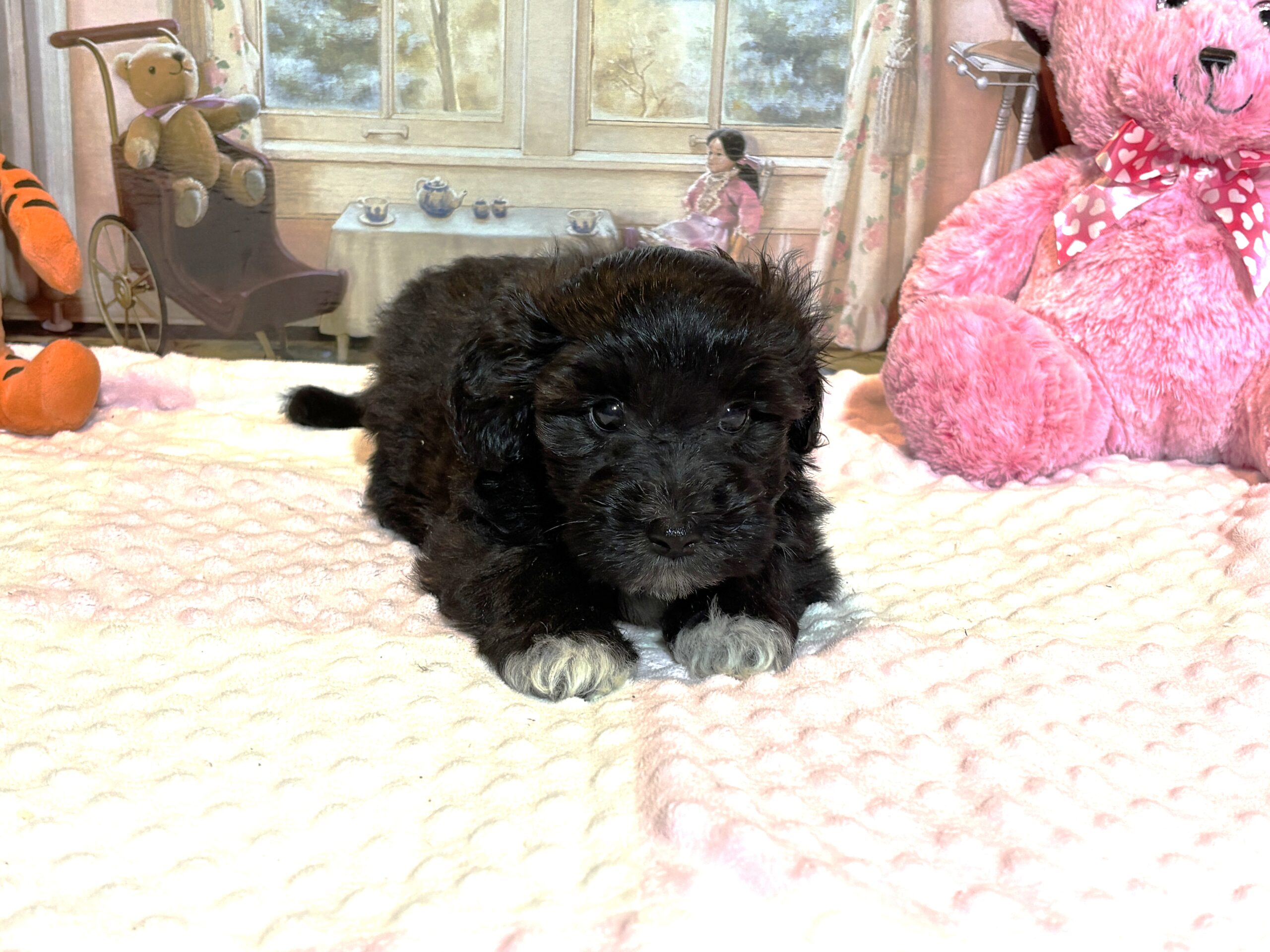 EBONY – Chonzer (Bichon / Schnauzer Mix)