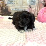 EBONY – Chonzer (Bichon / Schnauzer Mix)