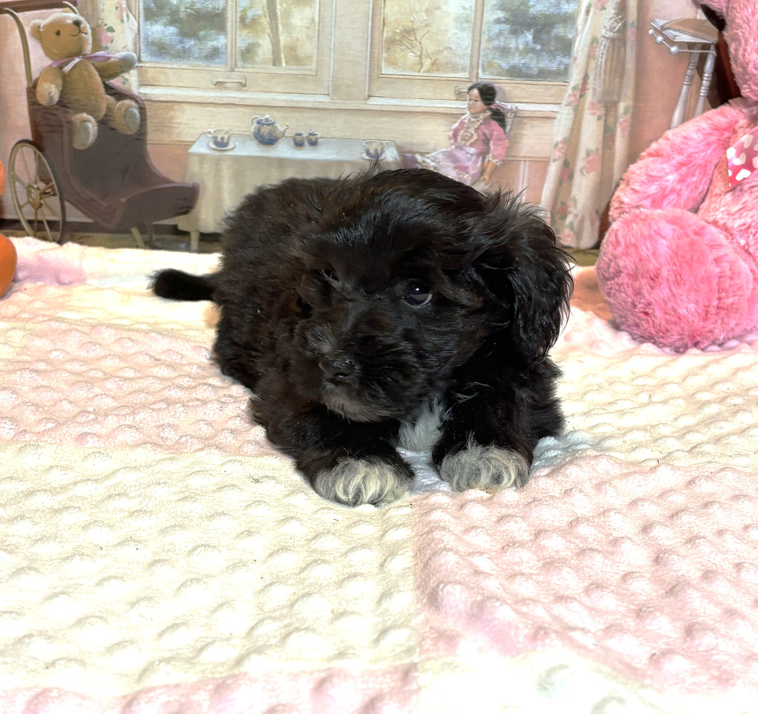 EBONY – Chonzer (Bichon / Schnauzer Mix)