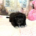 EBONY – Chonzer (Bichon / Schnauzer Mix)
