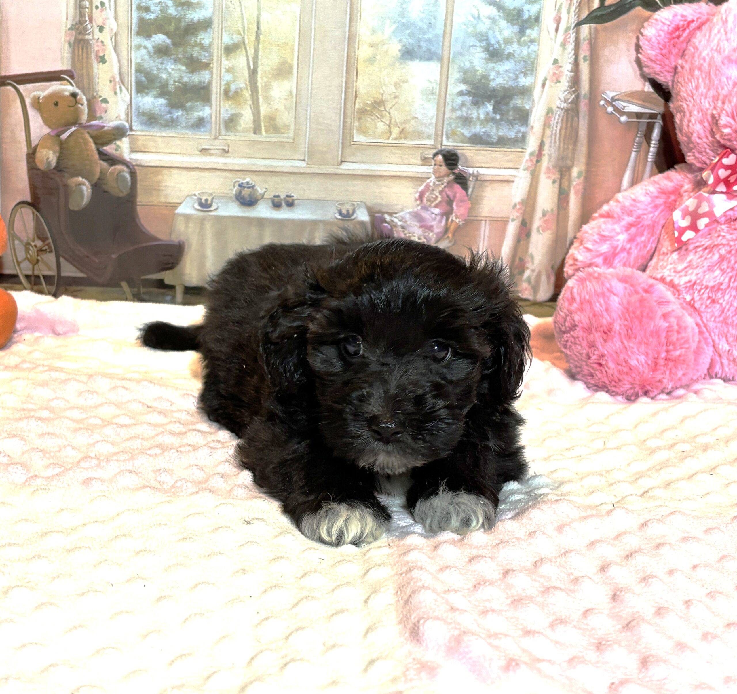 EBONY – Chonzer (Bichon / Schnauzer Mix)