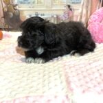 EBONY – Chonzer (Bichon / Schnauzer Mix)