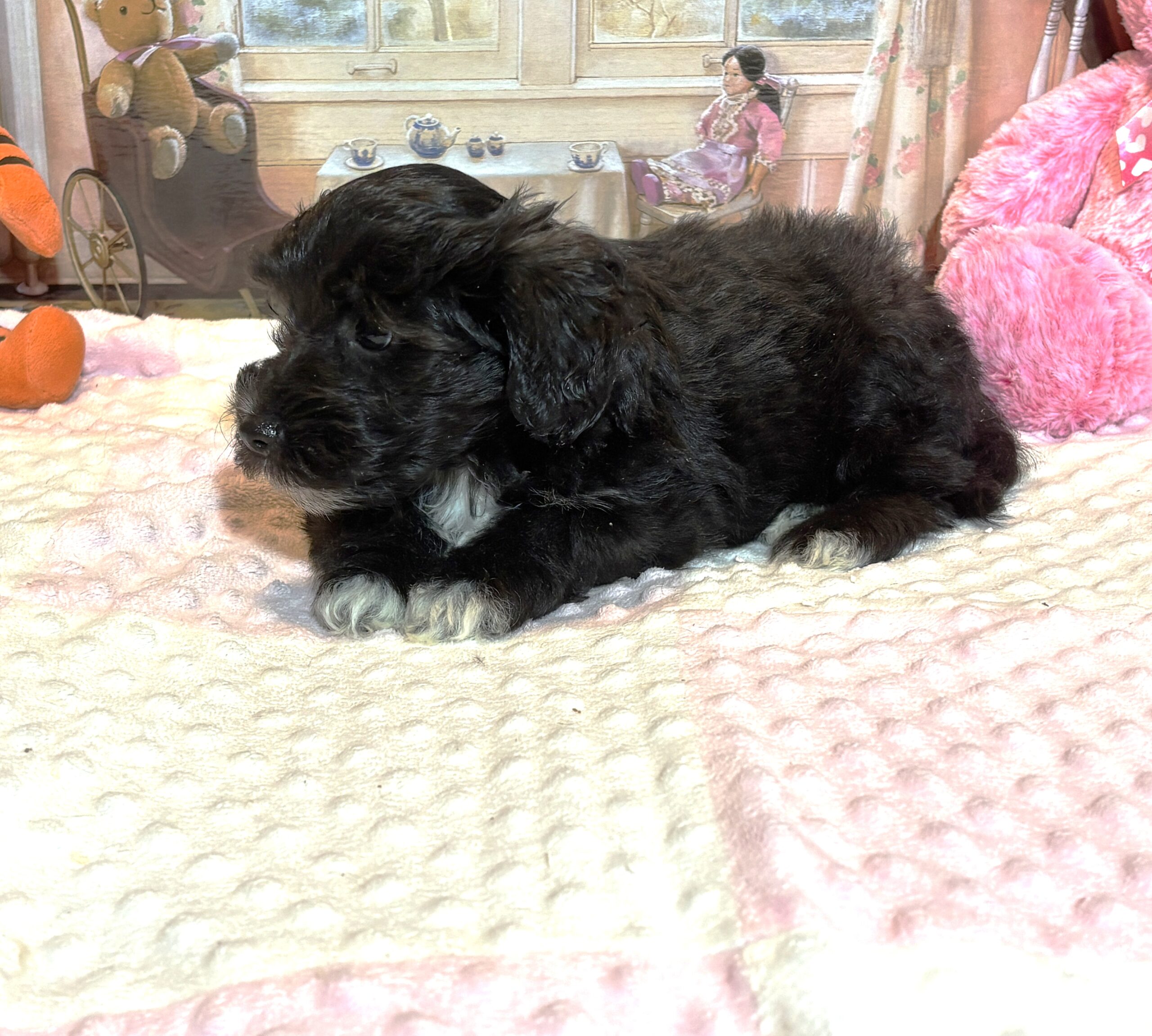 EBONY – Chonzer (Bichon / Schnauzer Mix)
