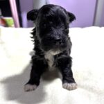 EBONY – Chonzer (Bichon / Schnauzer Mix)