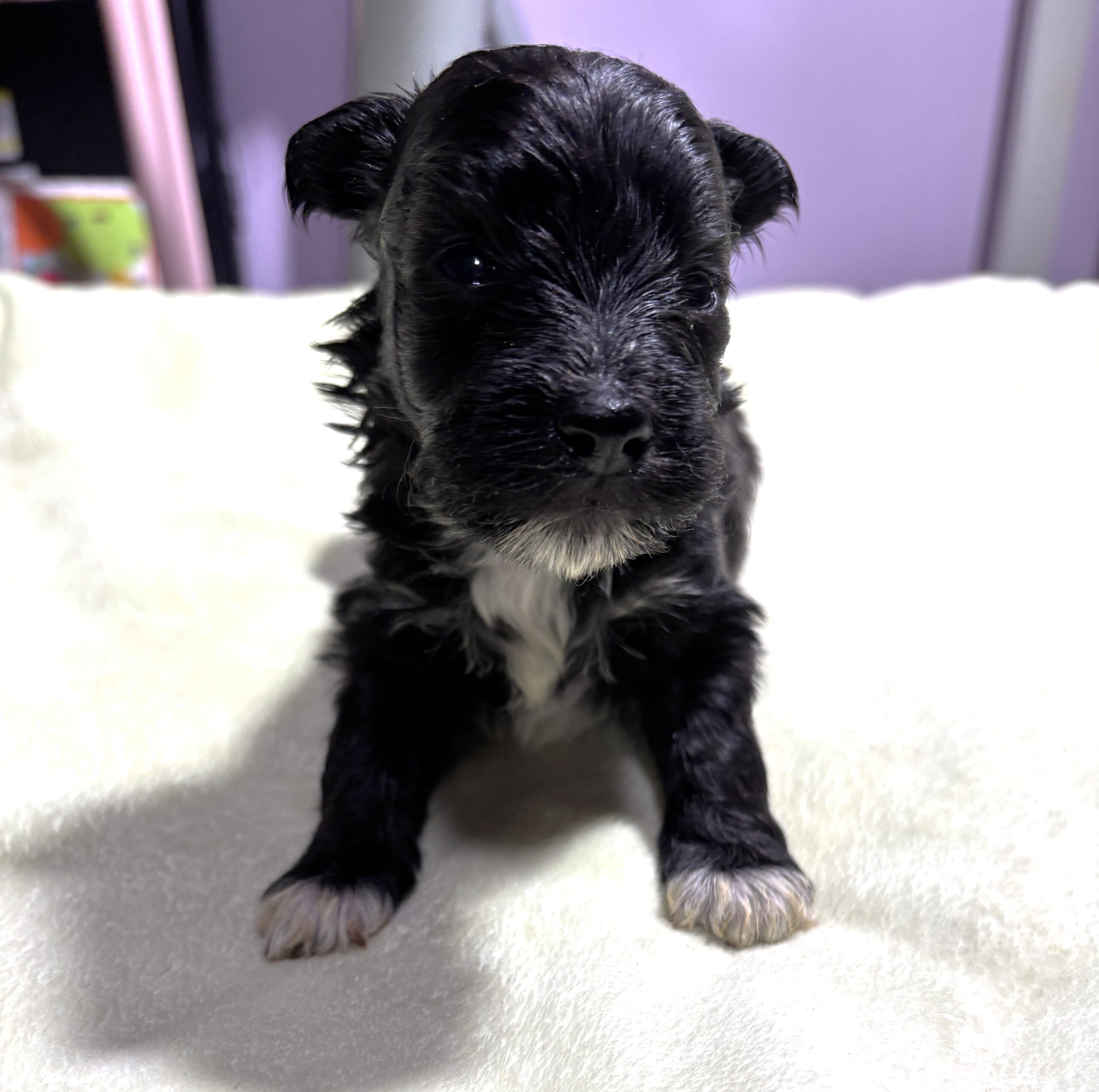 EBONY – Chonzer (Bichon / Schnauzer Mix)