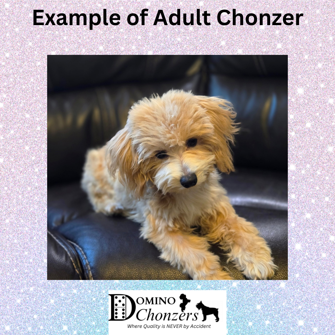 SANDY – Chonzer (Bichon / Schnauzer Mix)