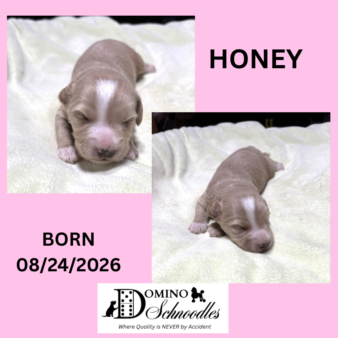 Autumn’s Schnoodle Litter!! Click Details to Learn More