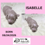 Autumn’s Schnoodle Litter!! Click Details to Learn More
