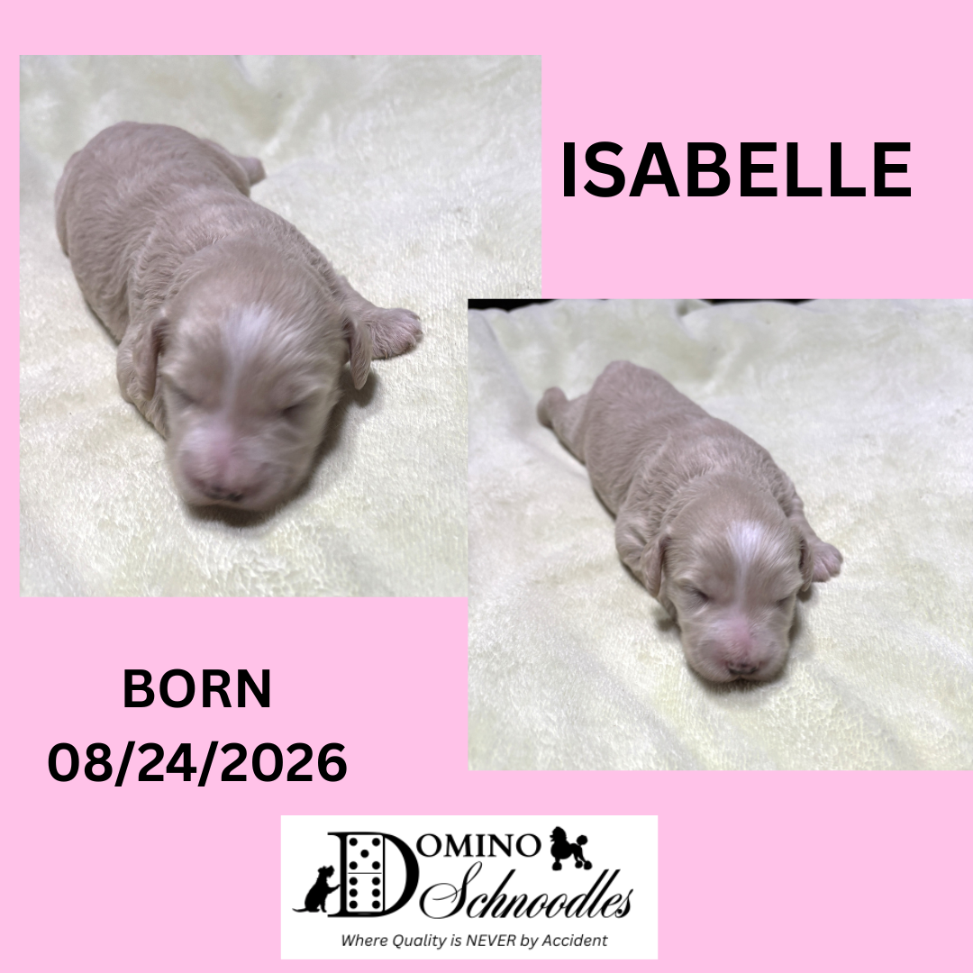 Autumn’s Schnoodle Litter!! Click Details to Learn More