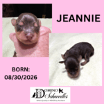 CHARITY’s Schnoodle Litter! Click Details to Learn More