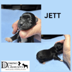 ANGEL BABY’s Chonzer Litter Just Arrived