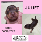 CHARITY’s Schnoodle Litter! Click Details to Learn More