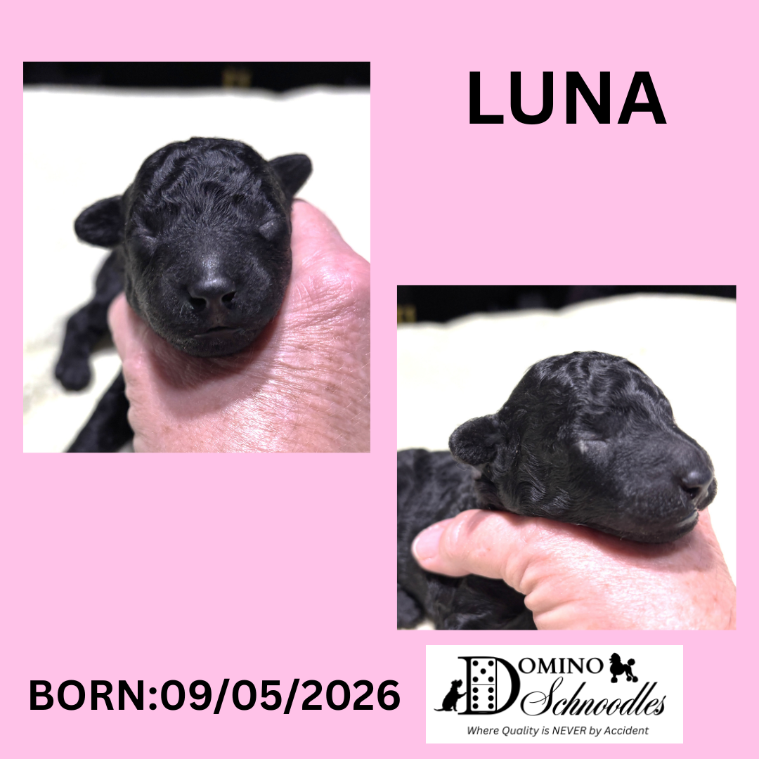 SAPPHIRE’s F1b Schnoodle Litter – Click ‘View Details’ to Learn More