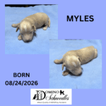Autumn’s Schnoodle Litter!! Click Details to Learn More