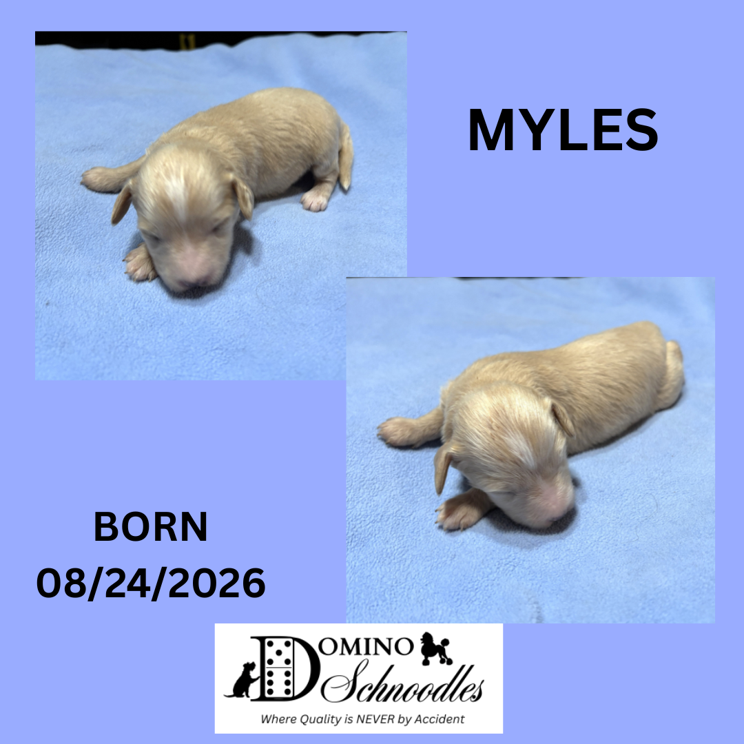 Autumn’s Schnoodle Litter!! Click Details to Learn More