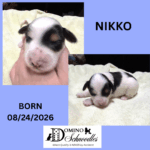 Autumn’s Schnoodle Litter!! Click Details to Learn More