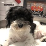 BRUCE – Chonzer (Bichon / Schnauzer Mix)