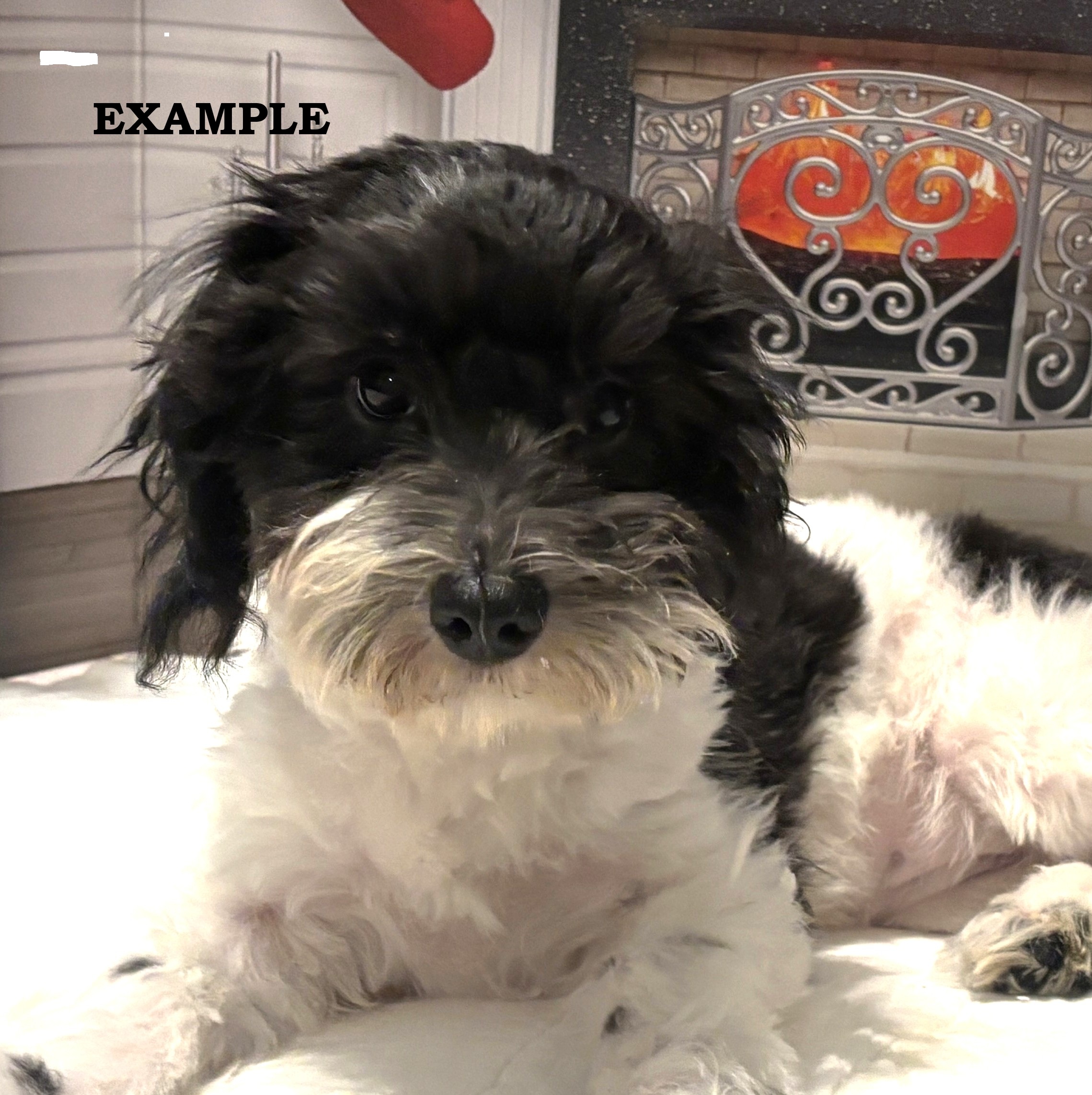 BRUCE – Chonzer (Bichon / Schnauzer Mix)