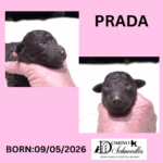 SAPPHIRE’s F1b Schnoodle Litter – Click ‘View Details’ to Learn More