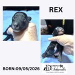 SAPPHIRE’s F1b Schnoodle Litter – Click ‘View Details’ to Learn More