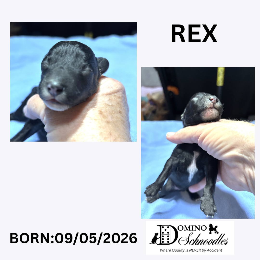 SAPPHIRE’s F1b Schnoodle Litter – Click ‘View Details’ to Learn More