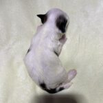 SANDY – Chonzer (Bichon / Schnauzer Mix)