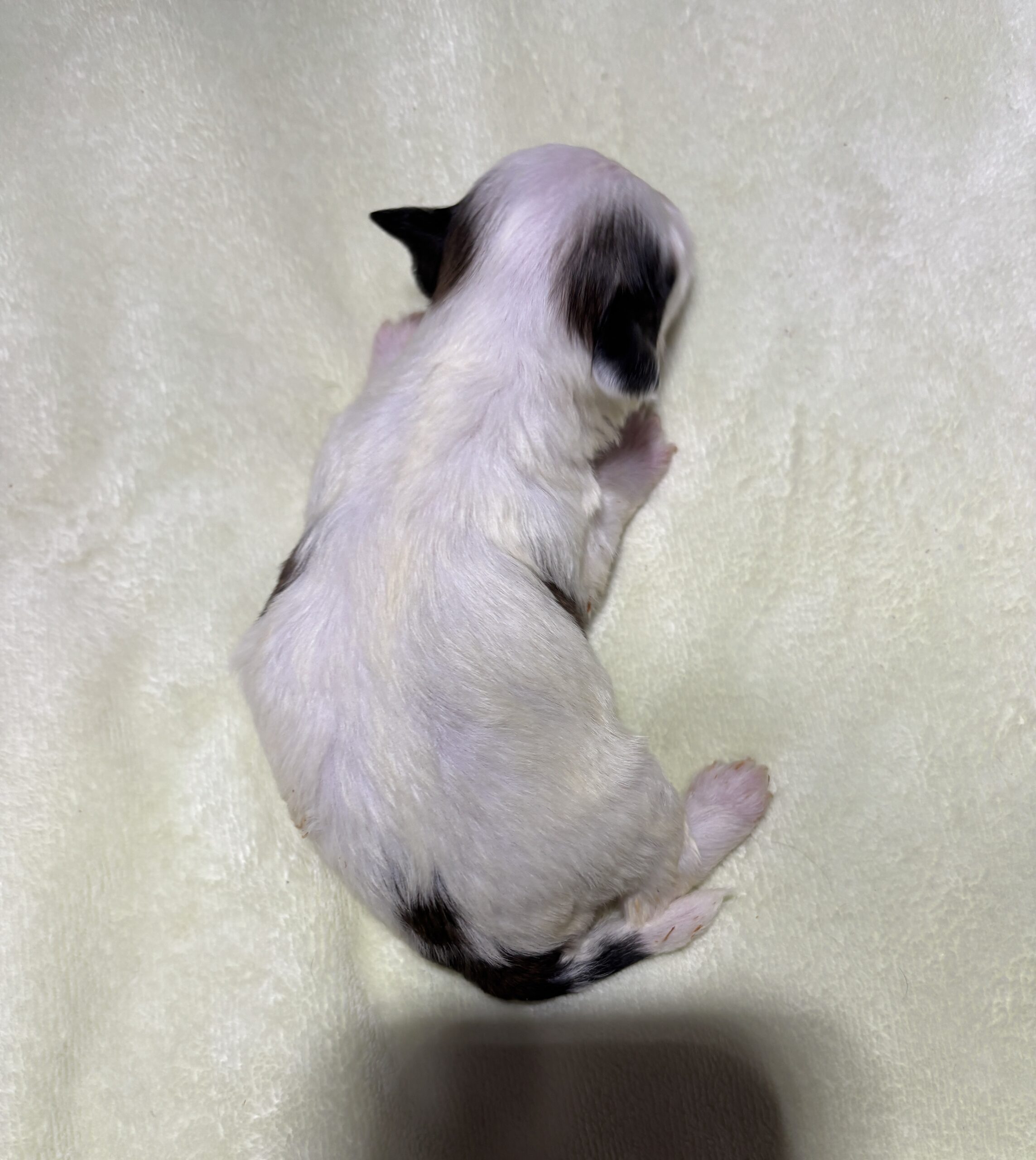 SANDY – Chonzer (Bichon / Schnauzer Mix)