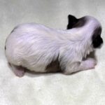 SANDY – Chonzer (Bichon / Schnauzer Mix)