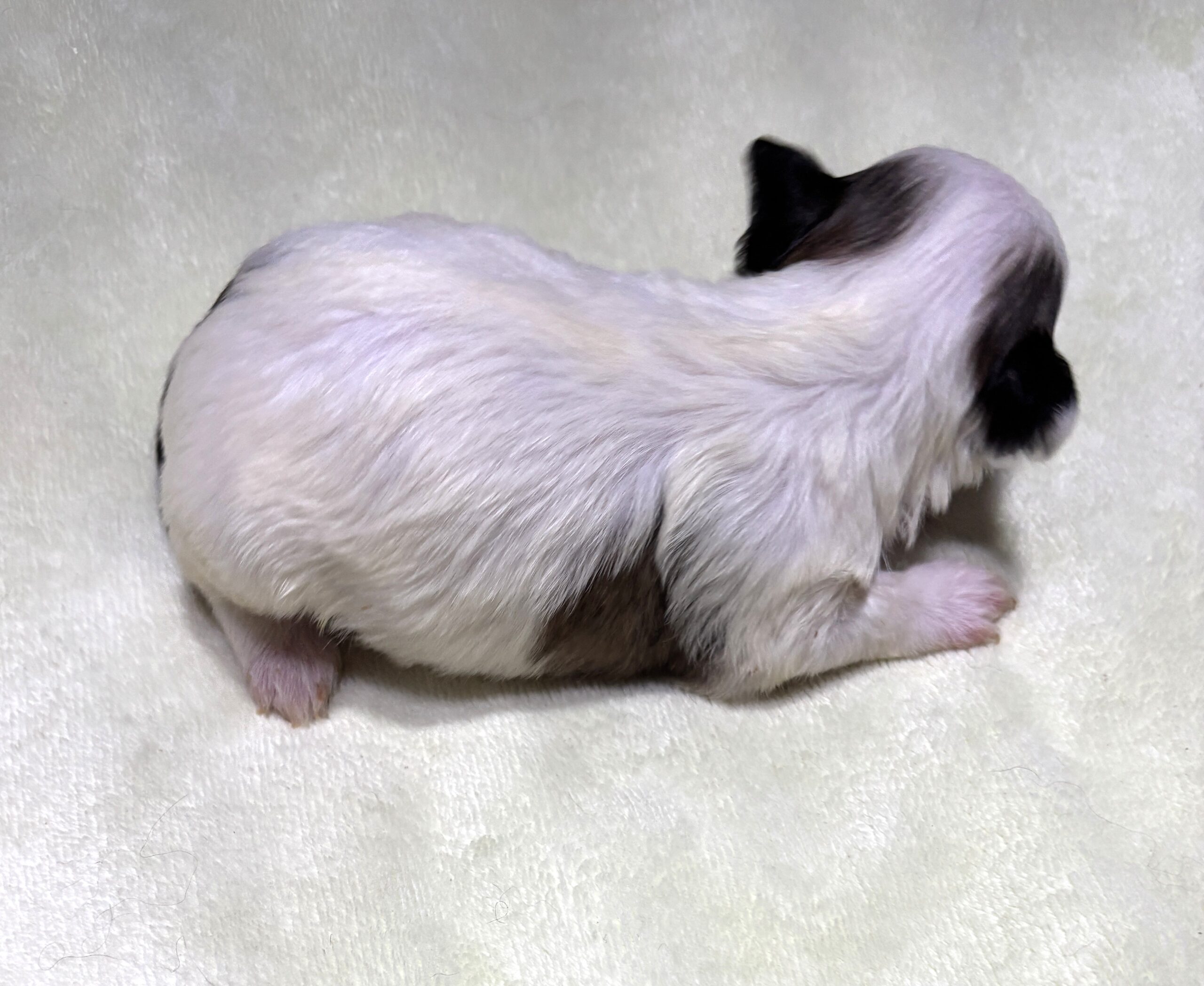 SANDY – Chonzer (Bichon / Schnauzer Mix)